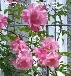 サファイア様専用 です