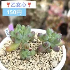 ❣️乙女心❣️現品 エケベリア 寄せ植え 多肉弁当 多肉植物