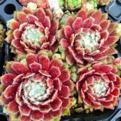Jubilee１つセンペルビウム多肉植物のサムネイル