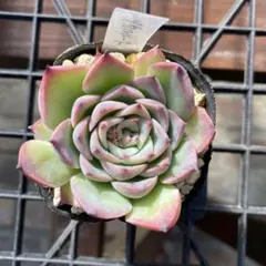 ののい様　おまとめ2点　多肉植物