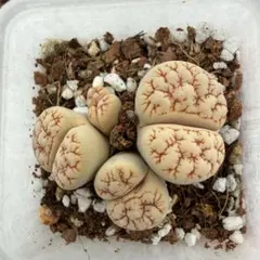 ロホホラ　黒肌疣翠冠　カキコ1箱 ロホホラ 黒肌疣翠冠 カキコ1箱 - メルカリ