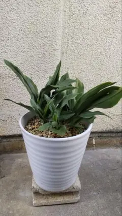 2026年最新】万年青 オモト 鉢の人気アイテム - メルカリ