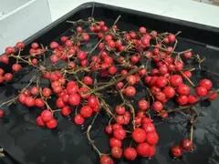 サンキライの実 山帰来 小枝　枝つき ドライフラワー リース材料　スワッグ