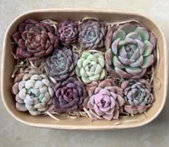 カット苗 エケベリア 寄せ植えセット 多肉弁当