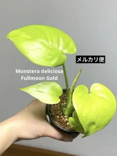 2026年最新】モンステラ 種の人気アイテム - メルカリ