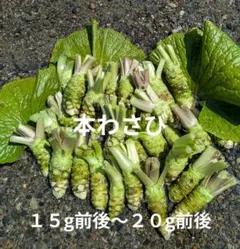 葉わさび　3kg 長野県産 検）ワサビ　沢さわび　花わさび 山菜 葉わさび 3kg 長野県産 検）ワサビ 沢さわび 花わさび 山菜 - メルカリ