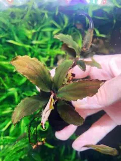 Bucephalandra sp. Dracula - メルカリ