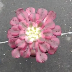 ディズニーさん専用