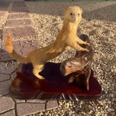 ハクビシンの剥製 置物 木製台座 ハクビシンの剥製 置物 木製台座 - メルカリ