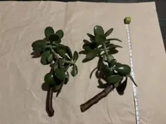金のなる木　カット苗　2株　☆多肉植物　発根なしのサムネイル