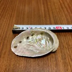 アバロンシェル　 東北地方のあわびの貝殻です（エゾアワビ）