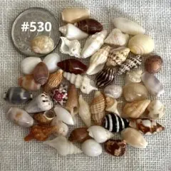 #530ミニ貝殻セット