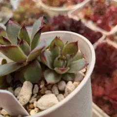 Mother of Many センペルビウム 多肉植物 - メルカリ