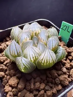 37L多肉植物 ハオルチア 雪姫寿錦 自家繁殖 抜き苗発送 9月9日取下