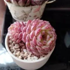 Lily様 リクエスト 9点 まとめ商品