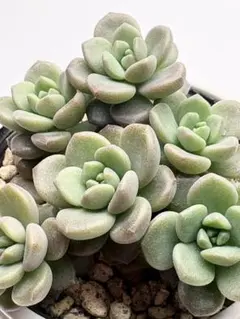 桜のしずく① 抜き苗 鉢内全部