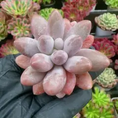 2025年最新】ぷくぷく多肉の人気アイテム - メルカリ