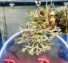 2026年最新】willinckii golden boyの人気アイテム - メルカリ