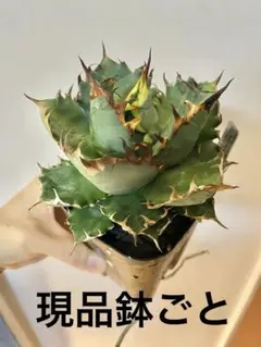 REAK様 リクエスト 2点 まとめ商品