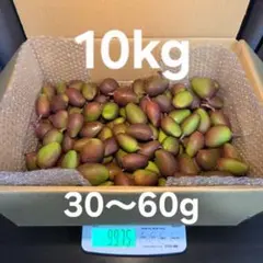宮古島産摘果マンゴー箱込み13.3キロ - メルカリ