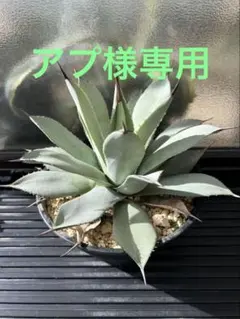 2025年最新】アガベ パリーチワワの人気アイテム - メルカリ