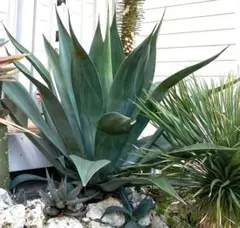 2025年最新】ウェベリーの人気アイテム - メルカリ