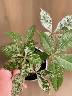 2026年最新】パキラ ミルキーウェイ 実生の人気アイテム - メルカリ