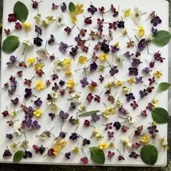 No,232 アリッサム140輪＋α　ドライフラワー花材