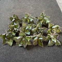 Akira Kasahara様 リクエスト 4点 まとめ商品