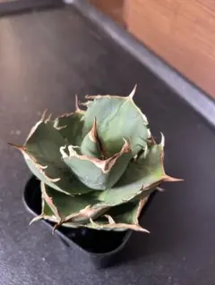 2025年最新】Cok アガベの人気アイテム - メルカリ