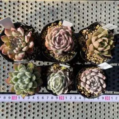 バジル28様 リクエスト 5点 まとめ商品