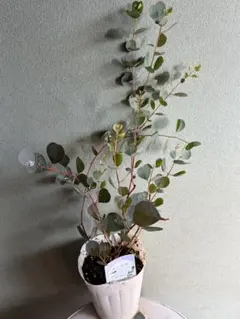 2026年最新】ユーカリ ウェブステリアナの人気アイテム - メルカリ