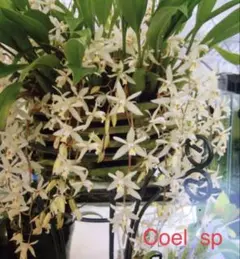 セロジネ 'sp' coelogyne 'sp' 花芽付きのサムネイル