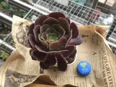 緑カシミヤバイオレット 黒法師 全部抜き 多肉植物 - メルカリ