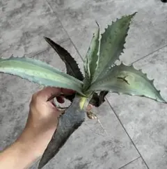 2025年最新】アガベアメリカーナ斑入りの人気アイテム - メルカリ