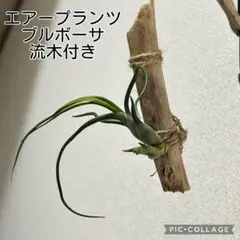 エアープランツ　ブルボーサ　流木付きのサムネイル