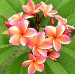 2026年最新】プルメリア 苗の人気アイテム - メルカリ