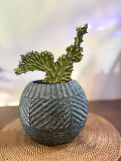 ユーフォルビア キリン角　綴化 観葉植物
