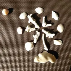 貝殻とサンゴのセット