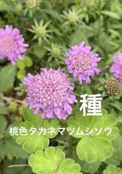 山野草　種　桃色タカネマツムシソウ　20粒　2026年7月10日採取　送料込みのサムネイル