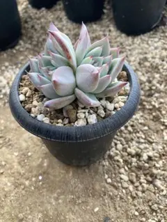 2026年最新】コロラータタパルパの人気アイテム - メルカリ