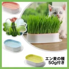 캣그라스 수경재배 세트 (보리씨 포함) 50g, 핑크