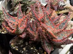 アロエ コニフェラ×カスティロニアエ(国内実生苗です) - メルカリ