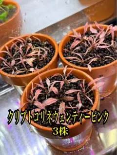 りんあめご様 リクエスト 2点 まとめ商品