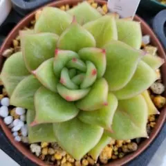 2025年最新】多肉植物 マリア錦の人気アイテム - メルカリ