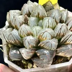 ち*く様 紫王オブツーサ錦　親株　超美株　ハオルチア　観葉植物　C11