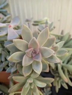 NANA7様専用　2セット 多肉植物　桜牡丹　ゴースティ　2つ　カット苗