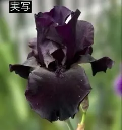 ジャーマンアイリス/激レア漆黒Hello Darknes ハローダークネスのサムネイル