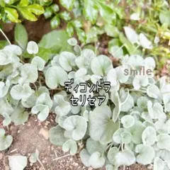 希少　グランドカバー　寄せ植え　ディコンドラ　セリセア　根付き苗のサムネイル