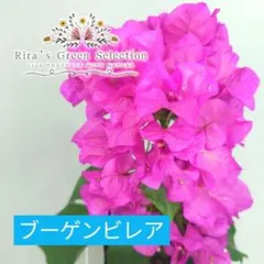 2026年最新】ブーゲンビリアの人気アイテム - メルカリ
